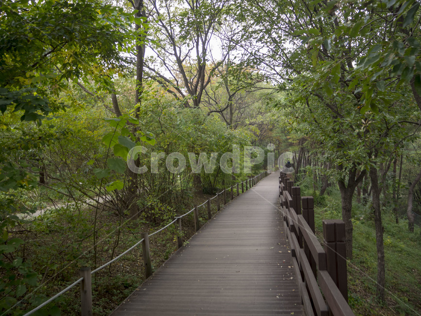 수목원,botanicalgarden,대구수목원,대곡수목원,자연,nature,오솔길,narrowpath,숲길,자연,풍경,nature,landscape,boardwalk,산책로,building,건물,bridge,다리