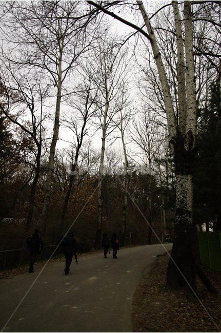 나무,하늘,길,그림자,겨울,풍경,자연,풍경,nature,landscape,사람들,대중,군중,other people,crowd,plant,식물,tree,tree trunk,나무 줄기
