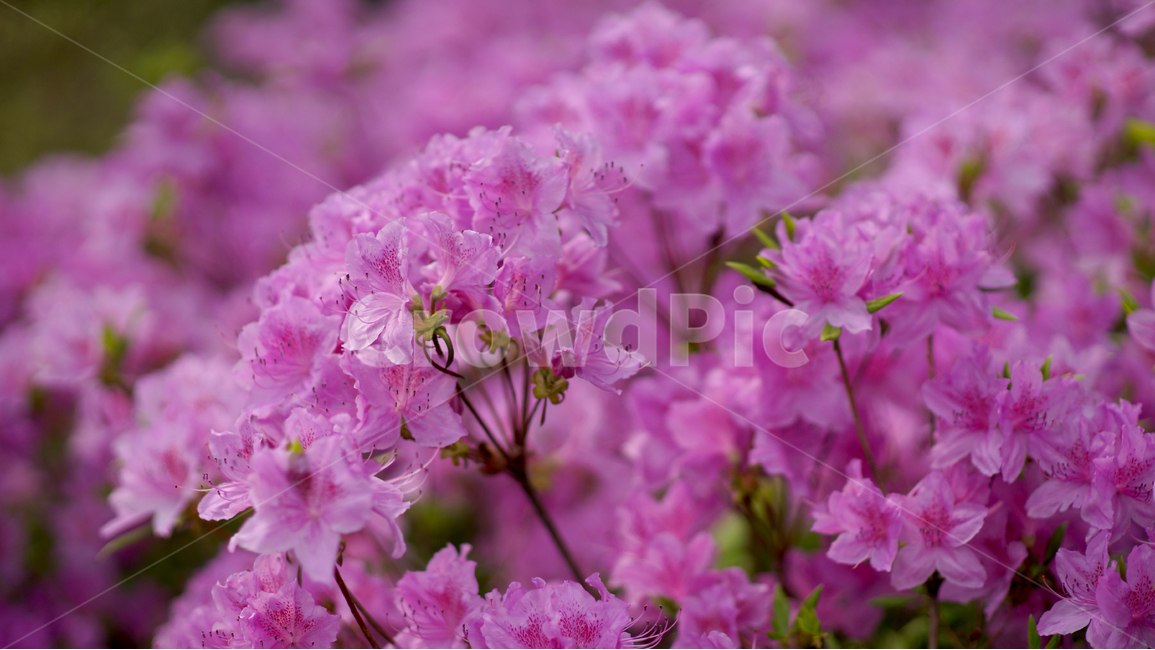 남산,산책길,철쭉,핑크핑크,화창함,봄,봄,계절,spring,season,식물,자연,plants,nature,꽃,flower,blossom,geranium,제라늄,plant