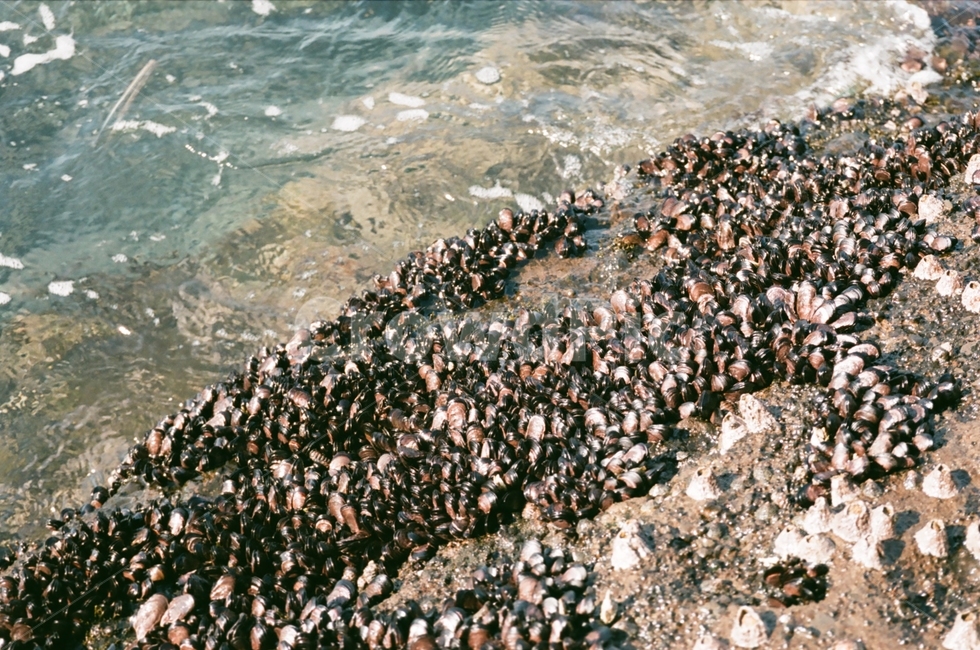 바다,자연,제주도,제주,맑은바다,제주도,jeju,jeju island