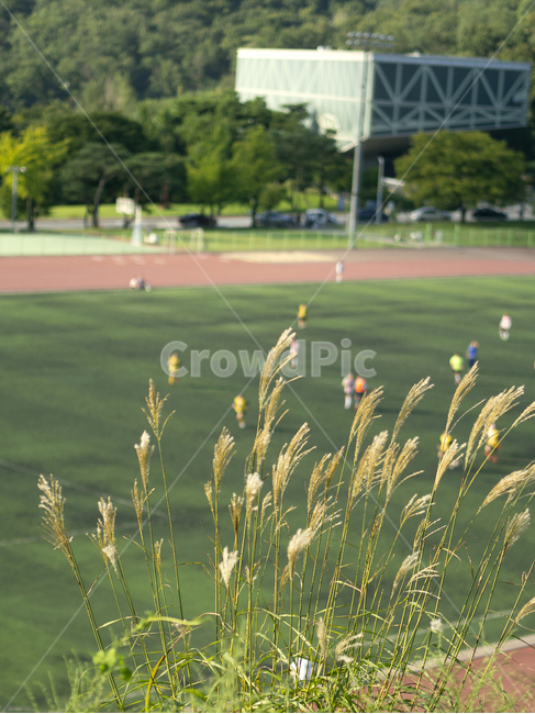 풍경,자연,풀,nature,grass,식물,자연,plants,nature