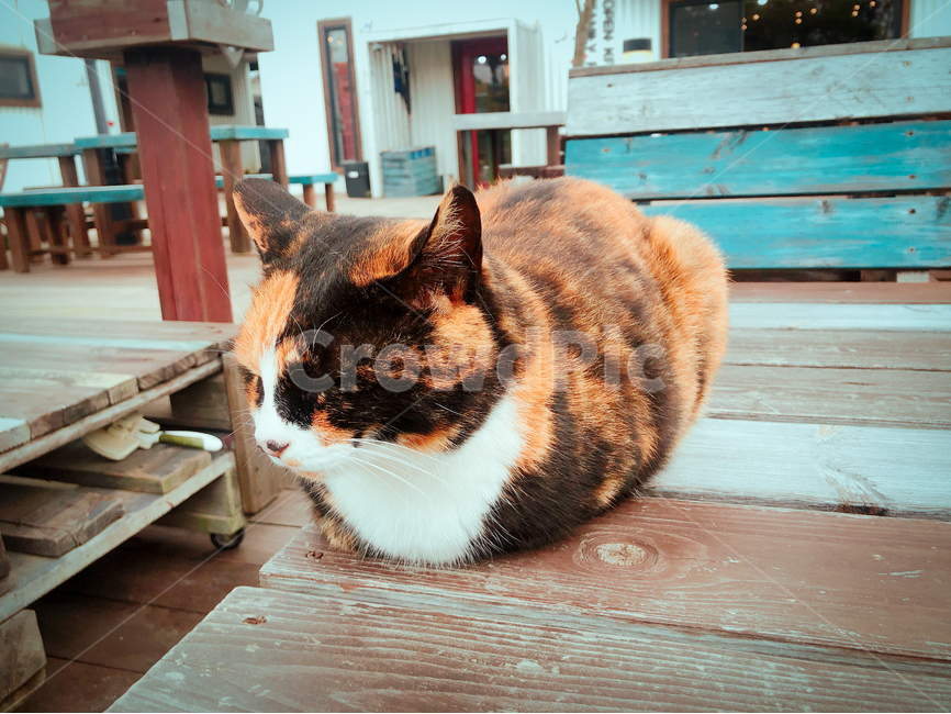 잠,동물,고양이,야옹,animal,반려동물,냥이,동물,animal,포유류,mammal,고양이,cat,kitten,kitty