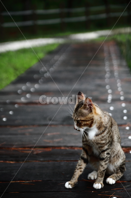 고양이,공원,산책,동물,cat,park,anmal