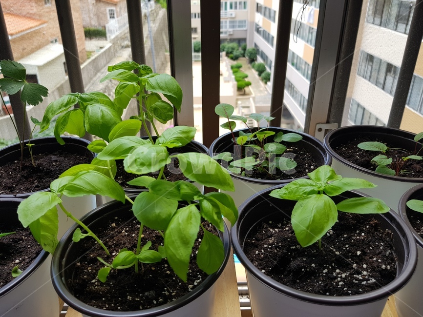 베란다정원,바질수확,바질,녹색,허브,herb,식물,자연,plants,nature