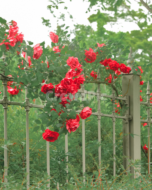 rose,장미,울타리,fence,forest