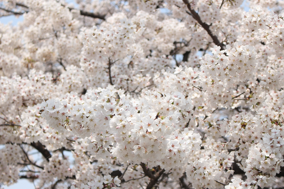 꽃잎,벚꽃잎,봄꽃,봄,벚나무,white,벚꽃놀이,벚꽃축제,봄소풍,봄나들이,나들이,소풍,공원,park,식물,나무,cherryblossom,blossom,plant,꽃몽우리,꽃봉오리,꽃망울,꽃,벚꽃,벚꽃나무,핑크,pink,flower,spring