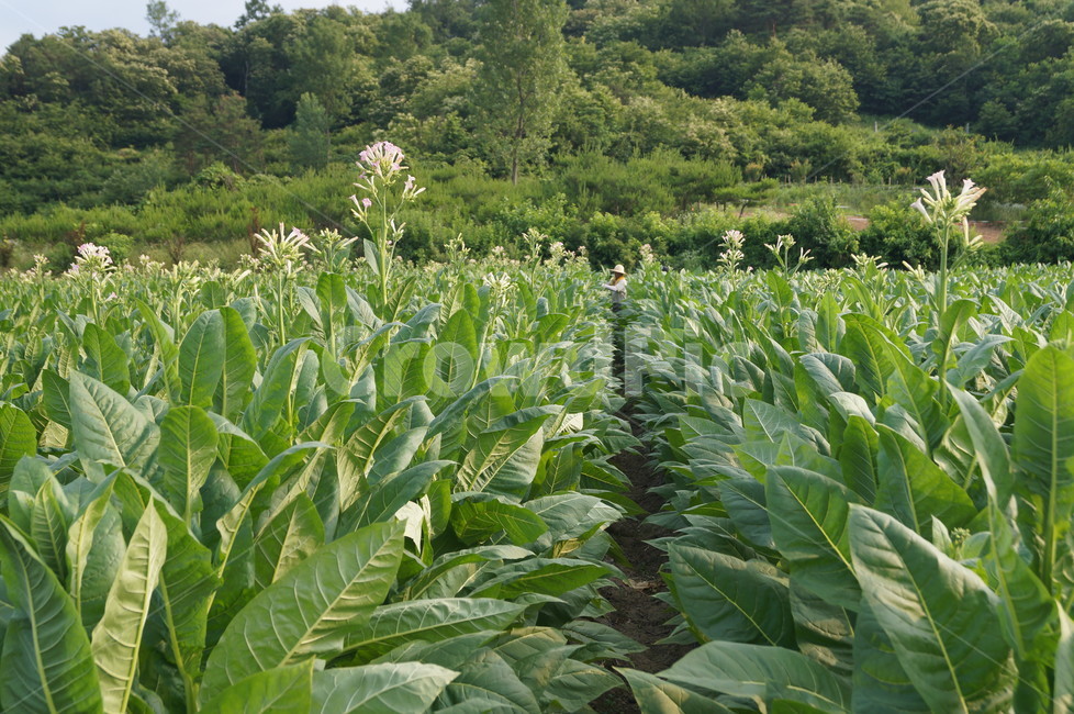 담배,담배농사,잎담배,담배꽃,담배원료,식물,여러해살이풀,남초,연초,옆연초,농업,식물,자연,plants,nature,농업,농사,agriculture,farming,farming industry