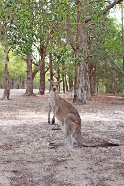 캥거루,kangaroo,모리셋,귀여운,moriset,동물,animal,포유류,mammal