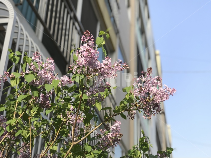 봄꽃,벚꽃,꽃,사쿠라,봄,봄,계절,spring,season,식물,자연,plants,nature,꽃,flower,plant,blossom