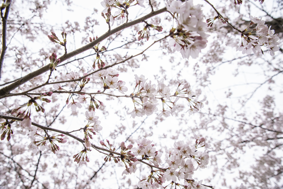 벚나무,벚꽃,봄,봄꽃,꽃나무,plant,식물,blossom,flower,cherryblossom