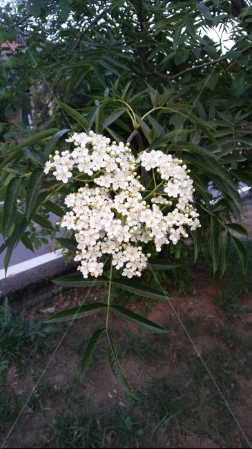 마가목,나무,흰색,plant,꽃