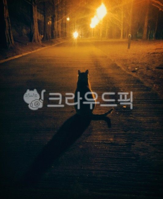 night view,shadow,Meow,road,cat,back,Street lamp