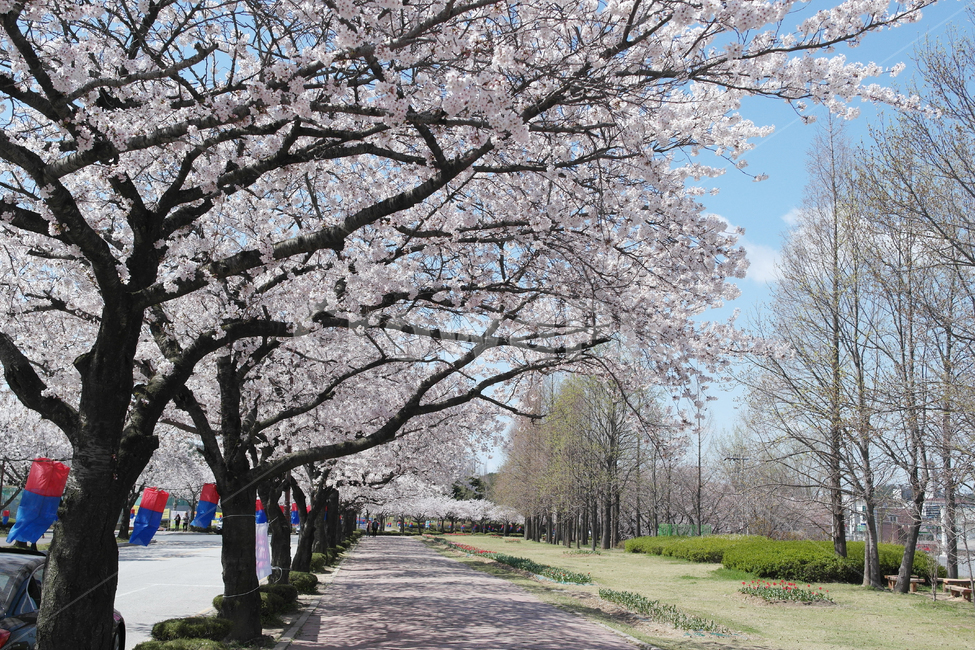 plant,blossom,봄,벚꽃,꽃,식물,flower,cherryblossom,꽃놀이,봄놀이,봄꽃,봄,계절,spring,season