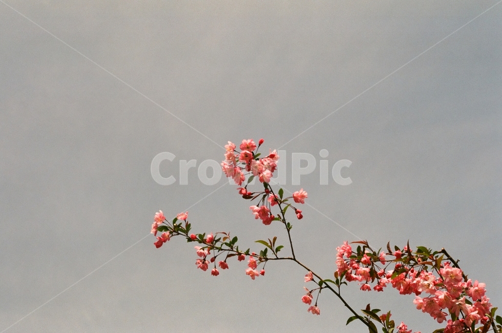 나무,가지,분홍색,하늘,꽃,고요함,tree,sky,gray,식물,봄,시작,우아함,아름다움,예쁨,spring,branch,pink,leaf,화사함,gorgeous,beautiful,식물,자연,plants,nature,꽃,flower