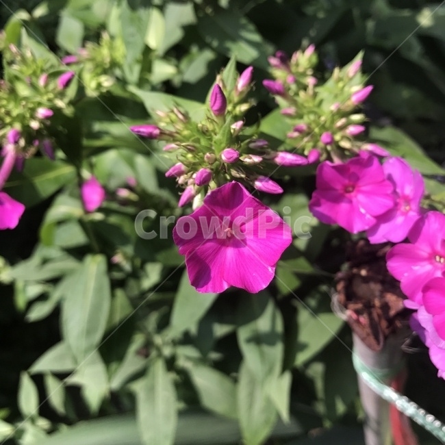 풀협죽도,플록스,하늘호록수,협죽초,수근플록스,Phlox,꽃고비과,여러해살이풀,홍자색,관상용,꽃,Flower,식물,자연,plants,nature,꽃,flower
