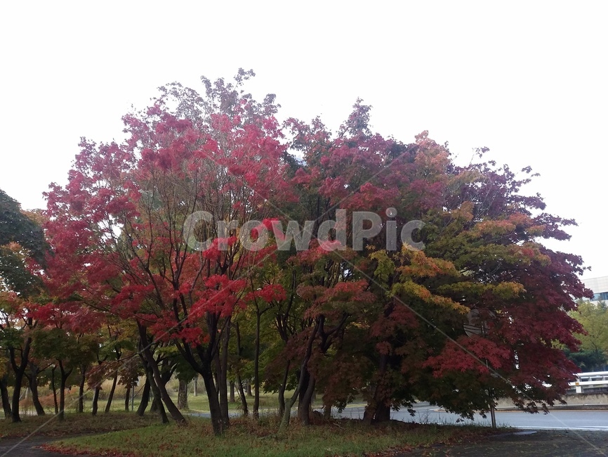 tree,나무,plant,식물,maple,단풍,자연,식물,자연,plants,nature,나무,trees,wood