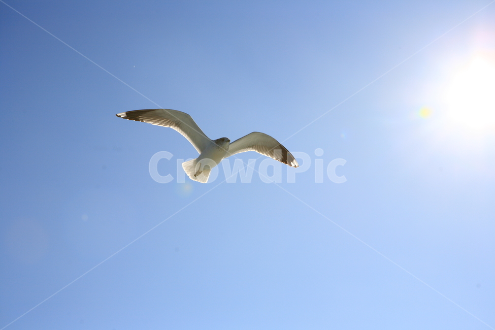 갈매기,바다,하늘,자유,자연,새,빛,태양,햇살,bird,see,sky,free,freedom,shine,sun,nature,동물,animal,조류,새,birds