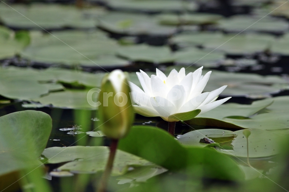 연꽃,수련,연못,여름꽃,여름,푸르름,순백,식물,꽃,자연,작물,plant,flower,nature,식물,자연,plants,nature,꽃,flower