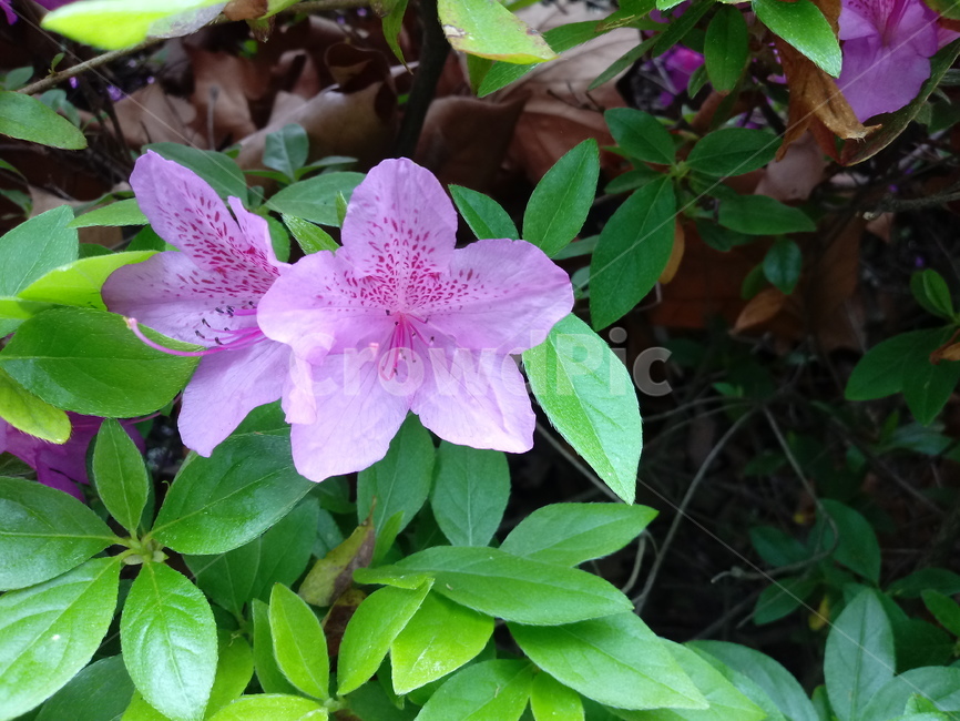철쭉,smilerosebay,진달래과,식물,봄꽃,개꽃나무,springseasonflower,척촉화,낙엽관목,관상용