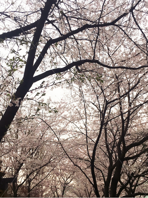 벚꽃,blossom,꽃,flower,cherryblossom