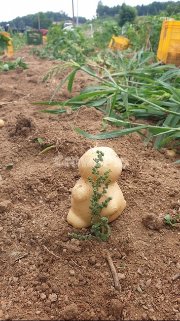 감자,귀여운감자,식물,지방이,자연