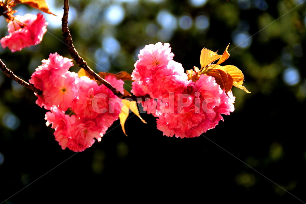 꽃,자연,식물,봄,풍경,봄,계절,spring,season,식물,자연,plants,nature,꽃,flower,plant,blossom,geranium,제라늄