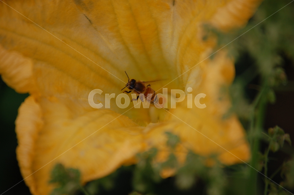 호박꽃,꿀벌,색감,노란,꽃,식물,자연,plants,nature,꽃,flower,동물,animal,곤충,벌레,insect,bug
