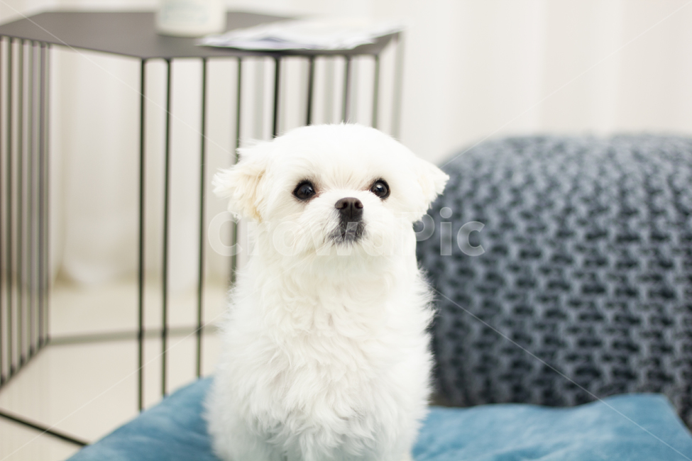 animal,동물,pet,dog,개,puppy,강아지,말티즈,maltese,동물,animal,포유류,mammal,개,강아지,dog,doggy