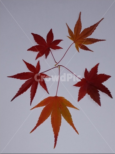 가을,단풍,나뭇잎,단풍잎,낙엽,잎,leaf,식물,나무