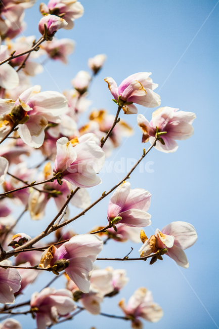목련,flower,꽃,식물,봄,plant
