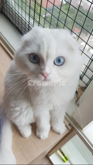 스코티쉬폴드,고양이,눈,동물,귀여운,파란,동물,animal,포유류,mammal,고양이,cat,kitten,kitty