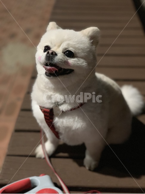 포메라니안,포메라니언,강아지,개,반려견,애완견,dog,목줄,흰털,흰색털,흰털강아지,화이트포메라니안,개,강아지,dog,doggy