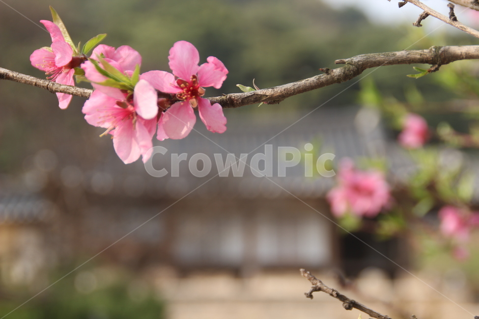 명재고택,고택,봄,목조건물,꽃,배경,논산,myeongjae,oldhouse,spring,woodenbuilding,flower,nonsan,background