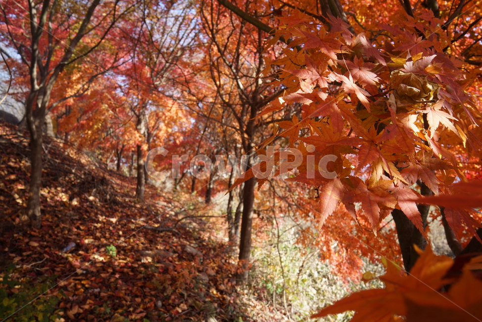 단풍나무,가을단풍,단풍잎,leaf,잎,plant,식물,tree,나무,maple,단풍,가을,계절,fall,autumn,season,식물,자연,plants,nature,나무,trees,wood