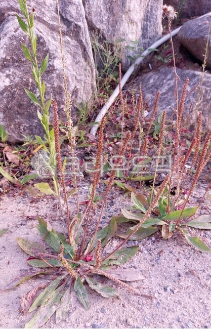질경이,asiatica,식물,plant,잎,leaf,왕질경이,질경이과,질경이속,major