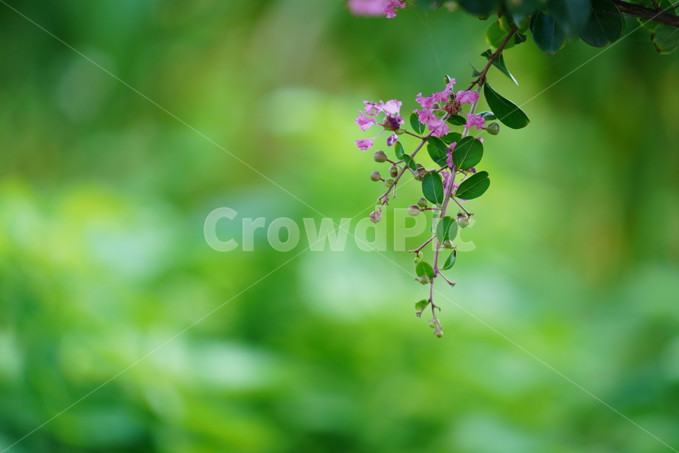 꽃,플라워,식물,생물,생명,핑크,분홍,색감,컬러,잎,plant,식물,자연,plants,nature,꽃,flower