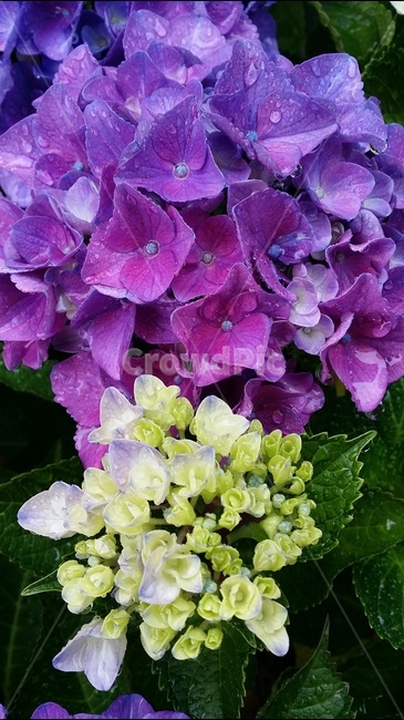 수국,봄,식물,화초,꽃,식물,자연,plants,nature,꽃,flower