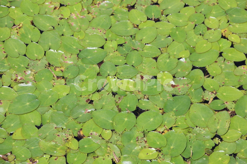 연잎,잎,연못,물,자연,여름,식물,잎사귀,호수,식물,자연,plants,nature