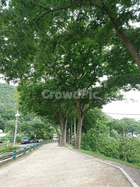길,tree,나무,식물,plant