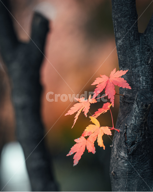 leaf,단풍잎,식물,단풍,mapleleaf,tree,나무,plant,잎,가을,계절,fall,autumn,season