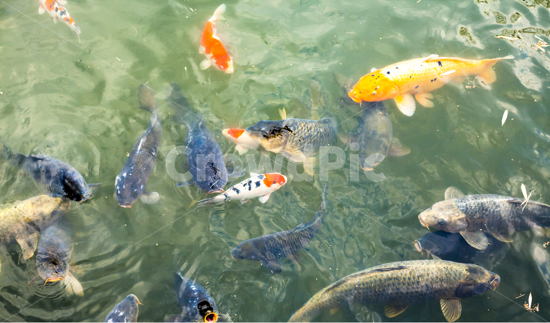 잉어,연못,광한루,남원,비단잉어,금붕어,동물,animal,어류,물고기,fish