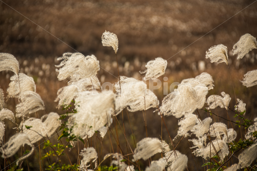 억새,가을,가을들판,들판,풍경,가을풍경,가을,계절,fall,autumn,season,자연,풍경,nature,landscape,grass,잔디,plant,식물,lawn,reed,갈대