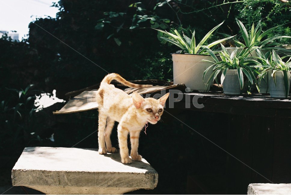 고양이,cat,동물,animal,pet,동물,animal,포유류,mammal,고양이,cat,kitten,kitty
