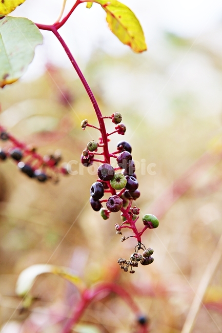 미국자리공,열매,가을,늦가을,잎,식물,자연,공원,줄기,식물,자연,plants,nature
