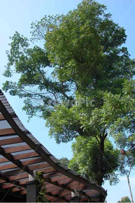 인도네시아,보고르식물원,보고르,나무,큰나무,indonesia,bogor,botanicgarden,botanic,garden,tree,bigtree