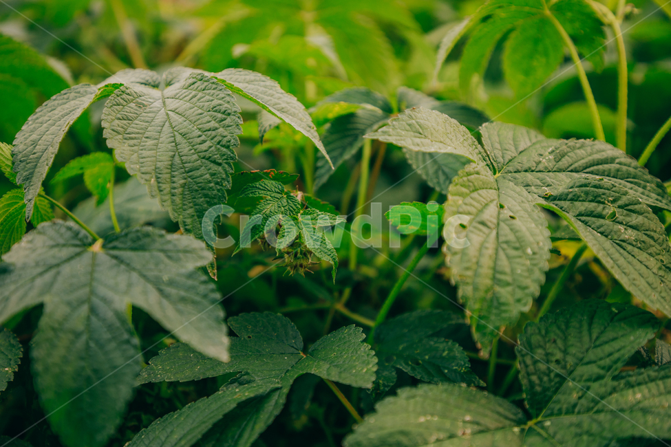 초록,풀,자연,잎,잎파리,식물,자연,plants,nature