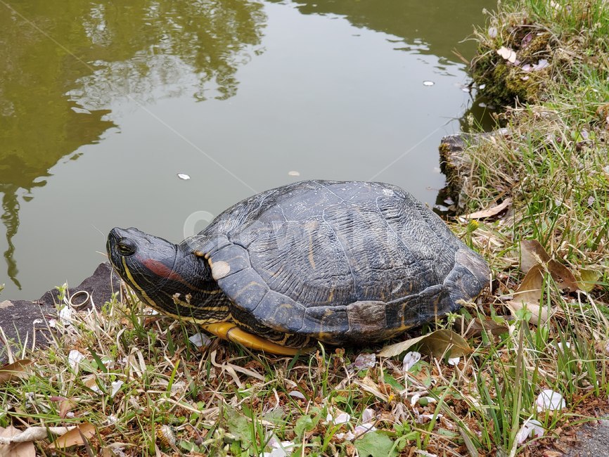 거북이,거북,연못,벚꽃,turtle,pond