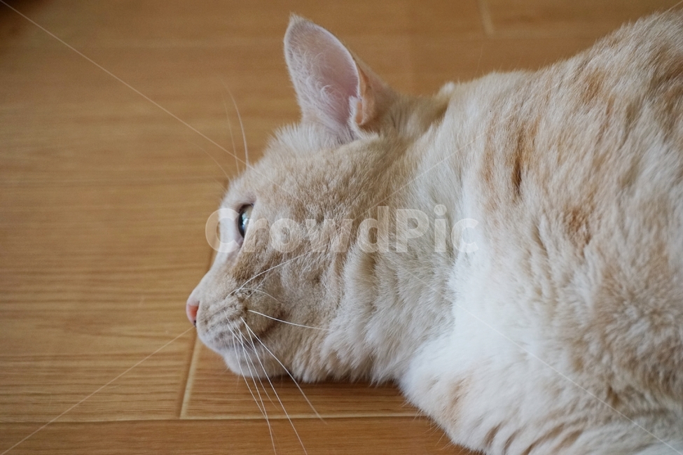 동물,고양이,냐옹이,코리안숏헤어,코숏,동물,animal,포유류,mammal,고양이,cat,kitten,kitty