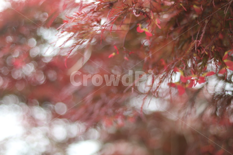 홍공작나무,붉음,연두,봄,빛,식물,자연,plants,nature