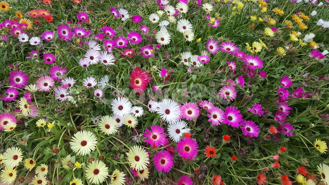 꽃,꽃밭,알록달록,풀,식물,식물,자연,plants,nature,꽃,flower